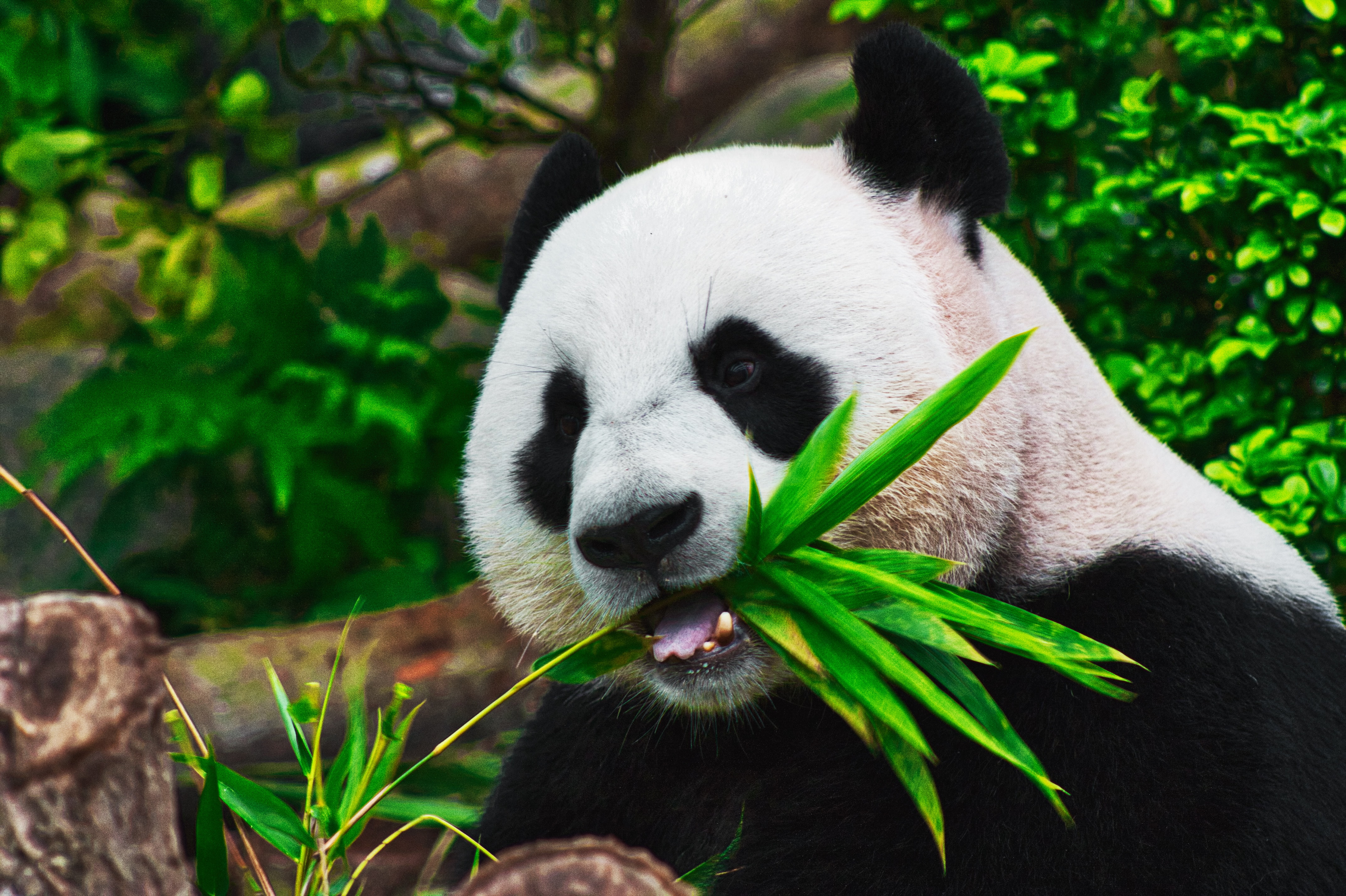I love Pandas, or how to generate profile reports from data - Cloud1